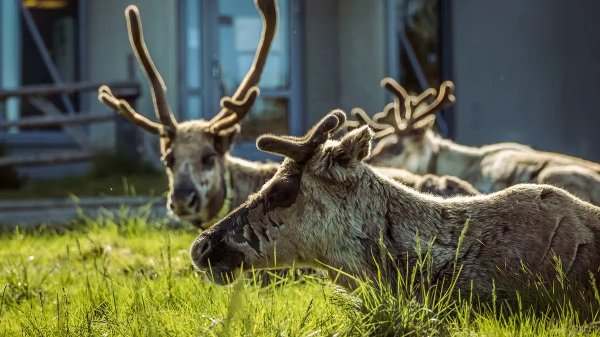 Canicula extremă din Laponia ucide renii (sursa: yle.fi)