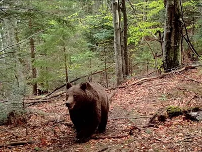 Zeci de urși, împușcați în Covasna (sursa: Facebook/Romsilva)