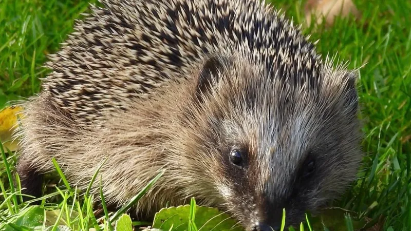 Populația de arici europeni, în declin (sursa: Facebook/WWF Verdensnaturfonden)