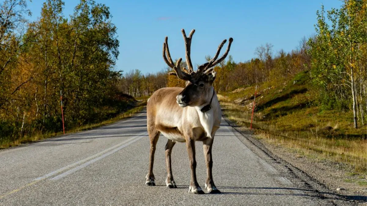 Țările nordice, temperaturile de peste 30°C (sursa: Pexels/Oliver S.)