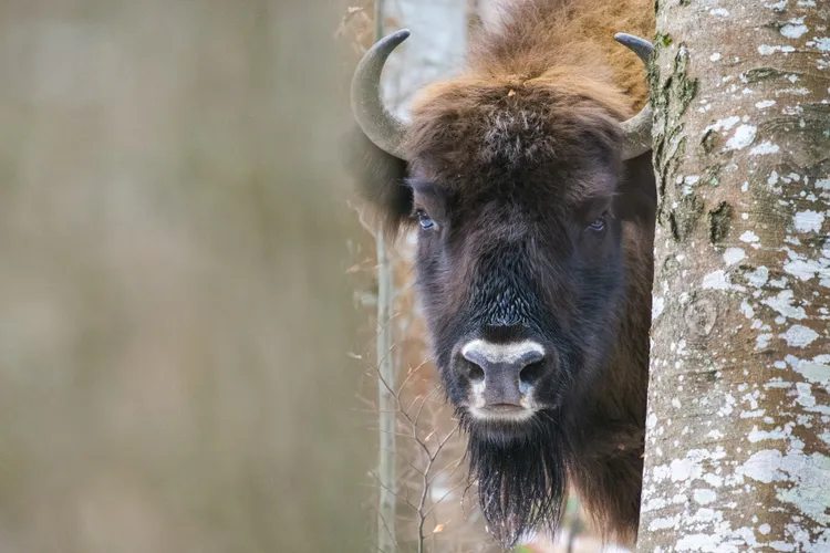 Cum se scarpină pe spate un zimbru? Foto: Facebook Conservation Carpathia