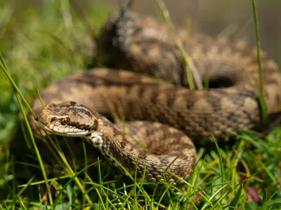 Șerpi contra imigrației ilegale, în India (sursa: Pexels/Catalin Buescu)