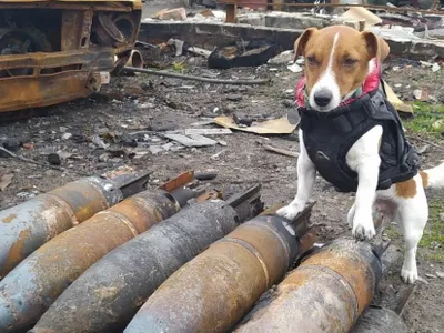 Patron, câinele genist din Ucraina, a primit premiul Palm Dog, la Cannes Foto: Twitter