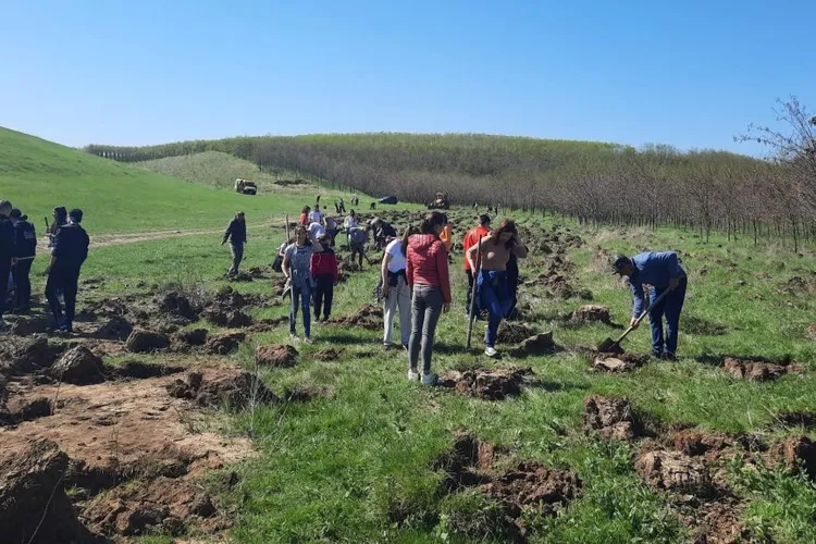 Terenurile degradate, împădurite pe banii UE (sursa: ziaruldeiasi.ro)