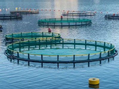 Primele ferme marine în Marea Neagră (sursa: Facebook/Mircea Fechet)