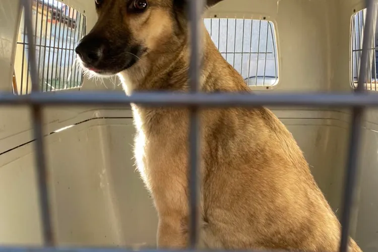 Femeie ucisă de câinele din adăpost (sursa: Facebook/ASPA București)