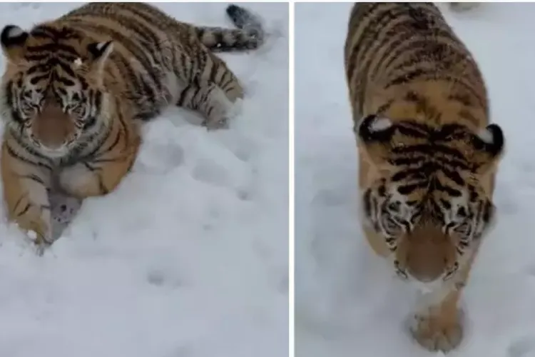 Tigru siberian, într-o curte din Dâmbovița (sursa: TikTok/ i.wildlifefoundation)
