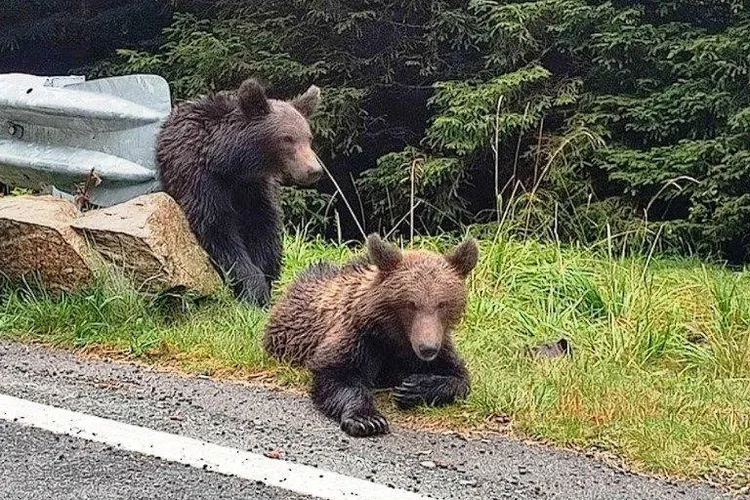 Amenzi pentru turiștii care hrănesc urșii (sursa: transfagarasan.travel)