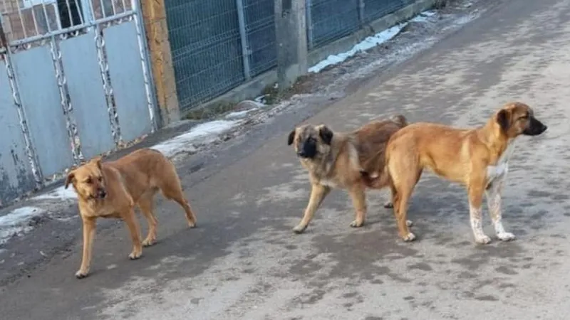 Femeie omorâtă de o haită de câini Foto: Captură video