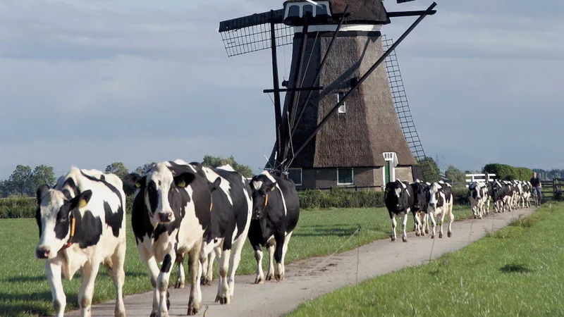 Ţările de Jos, ajutoare pentru închiderea de ferme  Foto: Veepro Holland