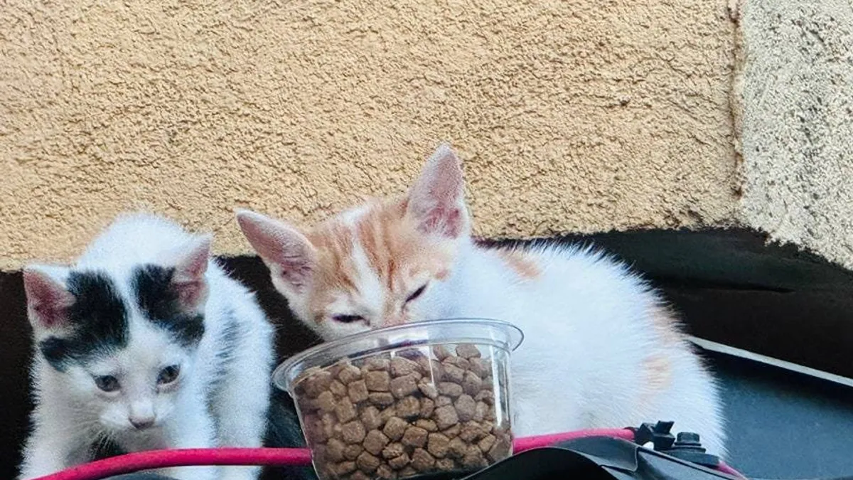 Abandonul de animale este aspru amendat (sursa: Facebook/Pisici pe creier)