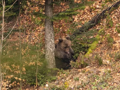 Urs foarte agresiv, împușcat în Harghita (sursa: Facebook/Romsilva)