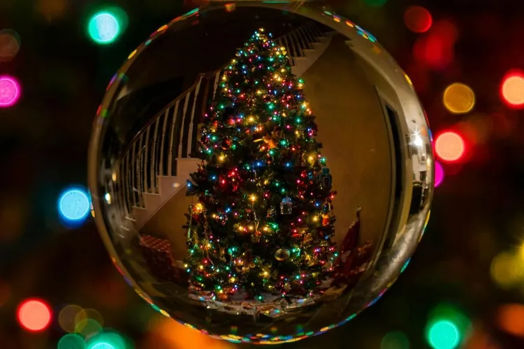 Cum alegi corect bradul de Crăciun (sursa: Pexels/Bob SpringBob54)