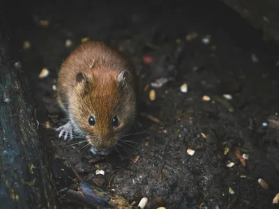 „Febra șoarecilor”, val de îmbolnăviri în Rusia (sursa: Pexels/DSD)