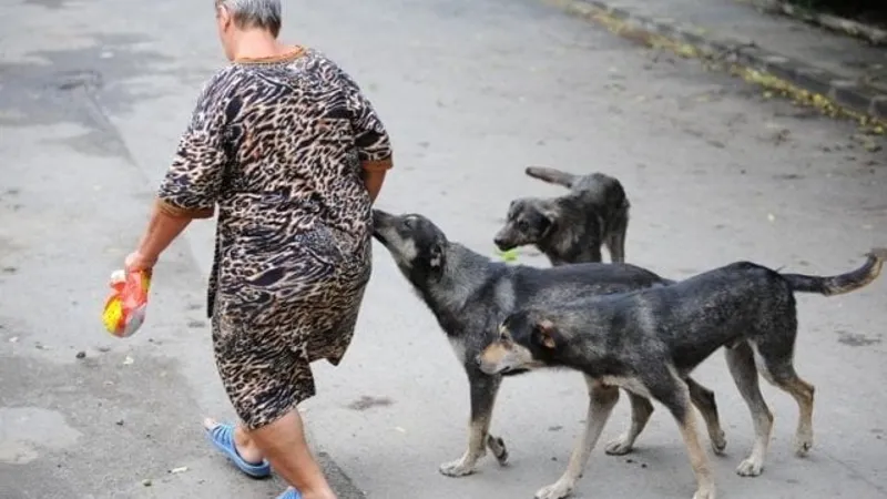 Maidanezii, încă pericol public în România (sursa: ziaruldeiasi.ro)