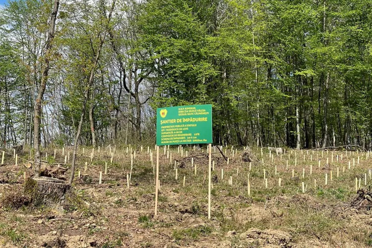 Director adjunct la Romsilva, conflict de interese (sursa: Facebook/Romsilva - Directia Silvica Valcea)