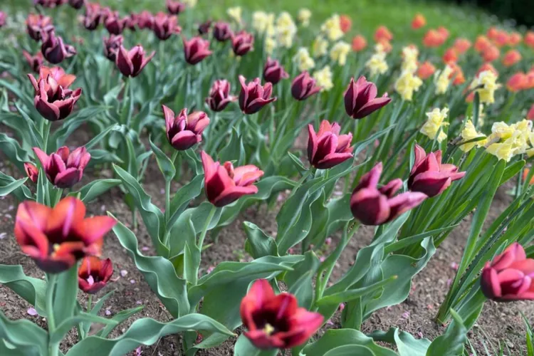 Lanuri de lalele în Grădina Botanică din Iași (sursa: ziaruldeiasi.ro)