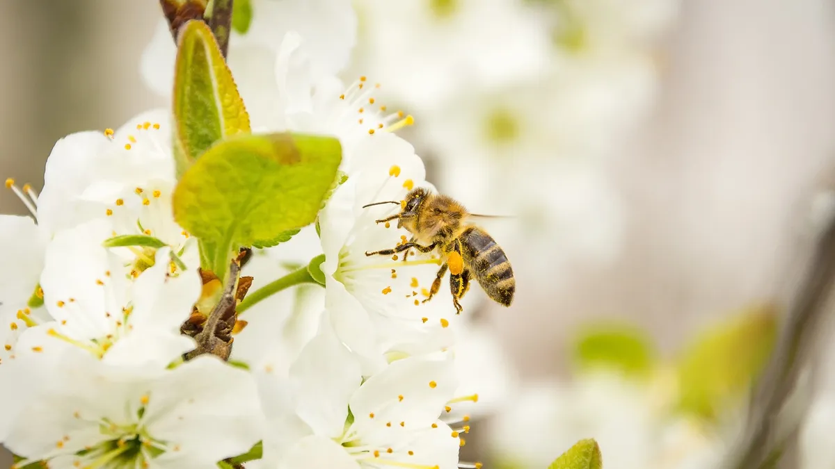 Apicultorii români solicită restricționarea mierii ucrainene (sursa: Facebook/Asociația Crescătorilor de Albine din România)