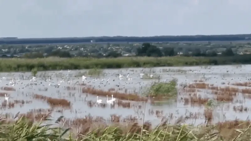 Ministerul Agriculturii distruge suprafețe de deltă (sursa: ziaruldeiasi.ro)