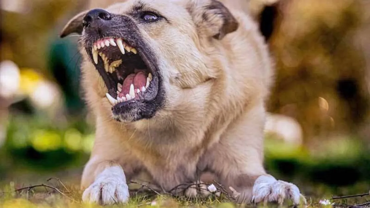 Focar de rabie, alertă sanitară la Iași (sursa: ziaruldeiasi.ro)