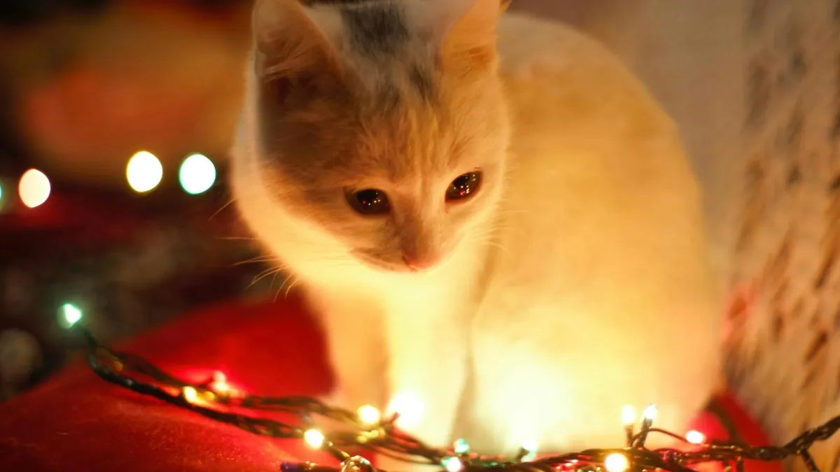 Provocarea cadourilor perfecte în decembrie (sursa: Pexels/Eftodii Aurelia)