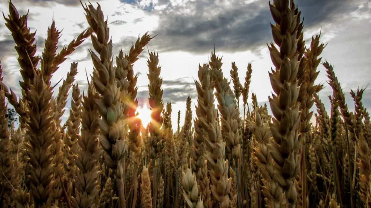 Cerealele ucrainene, interzise în Polonia, Ungaria (sursa: pexels.com/LilacDragonfly)