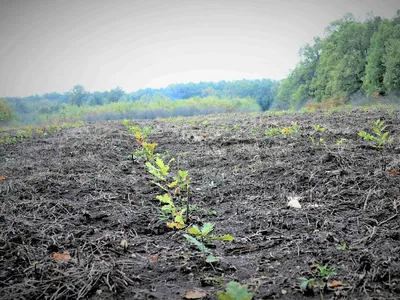 Romsilva va planta circa 20 de milioane de puieţi forestieri Foto: Romsilva