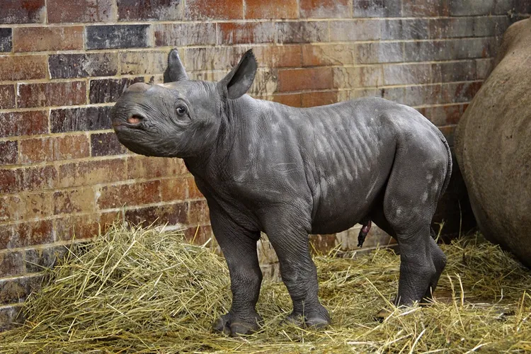 Trei rinoceri negri născuți în Cehia (sursa: Facebook/Safari Park Dvůr Králové)