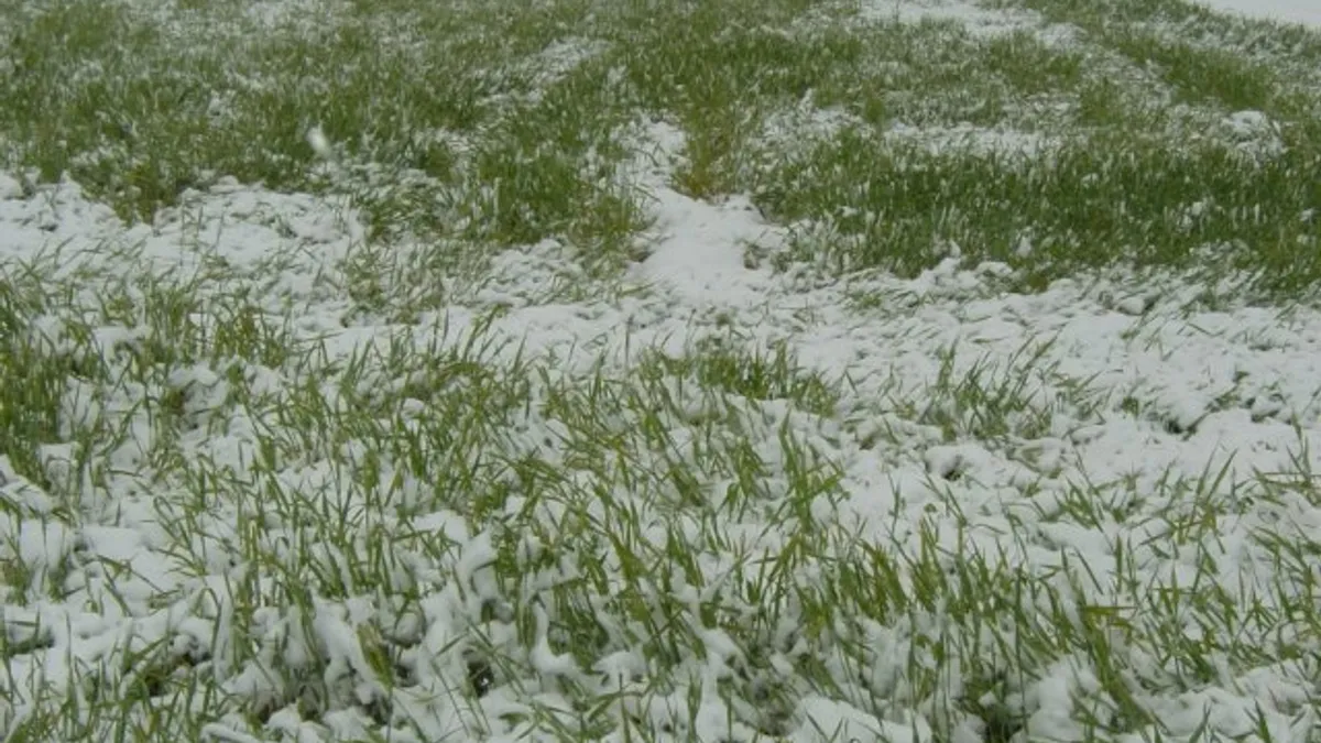 Zăpada de aprilie, bună pentru agricultură (sursa: ziaruldeiasi.ro)