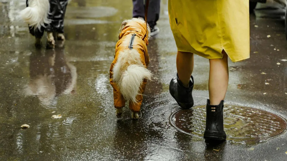 Avertizare meteo: ploi abundente și vânt (sursa: Pexels/Yaroslav Shuraev)