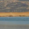 Delta Moldovei, logo creat de o ucraineancă (sursa: ziaruldeiasi.ro)