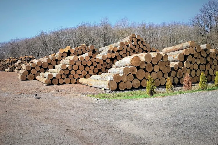 Zeci de mii, prime la Romsilva (sursa: Facebook/Romsilva)