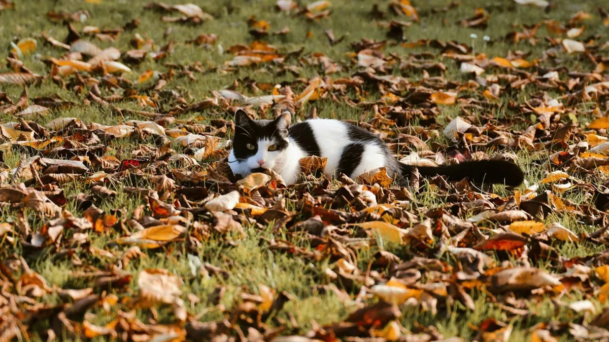 Vremea se încălzește, ploile dispar treptat (sursa: Pexels/Christina & Peter)
