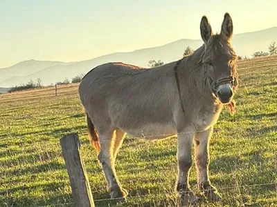 Pablito, măgărușul pensionar care educă studenții (sursa: ziaruldeiasi.ro)