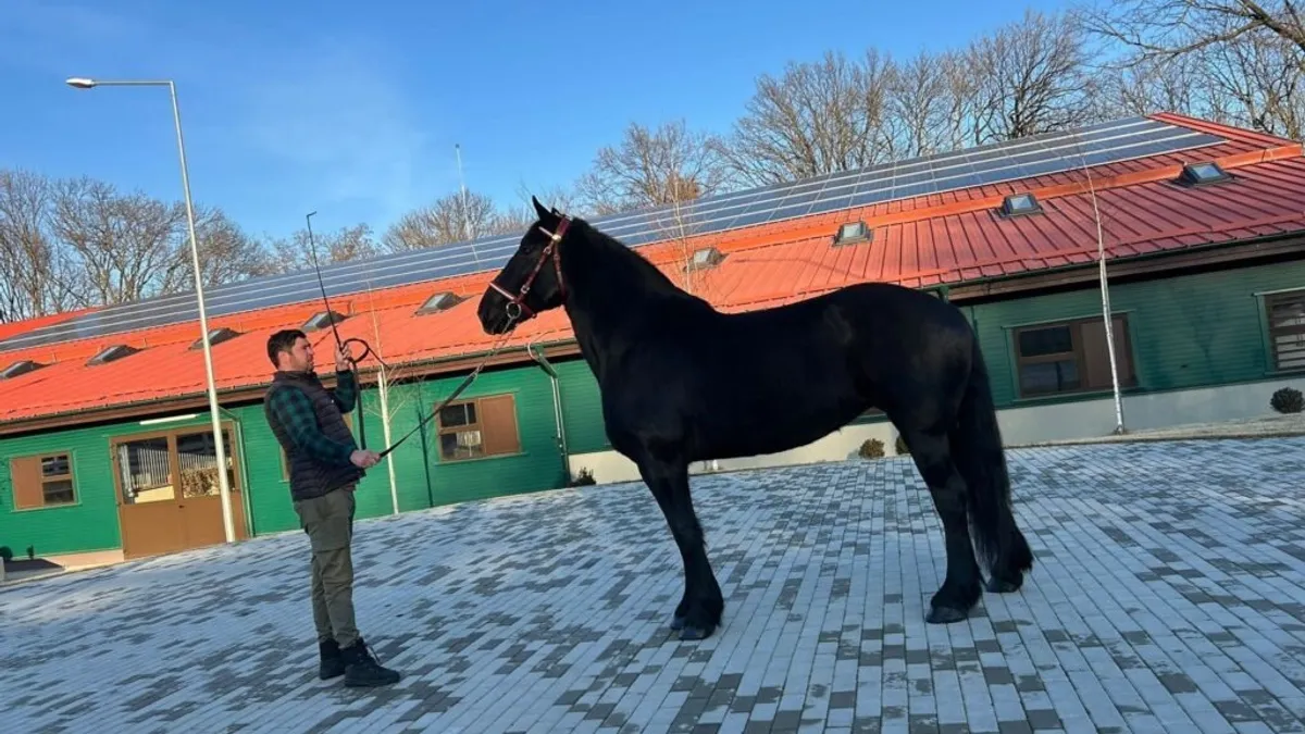 Roma’Empire, o iapă unică în România (sursa: ziaruldeiasi.ro)