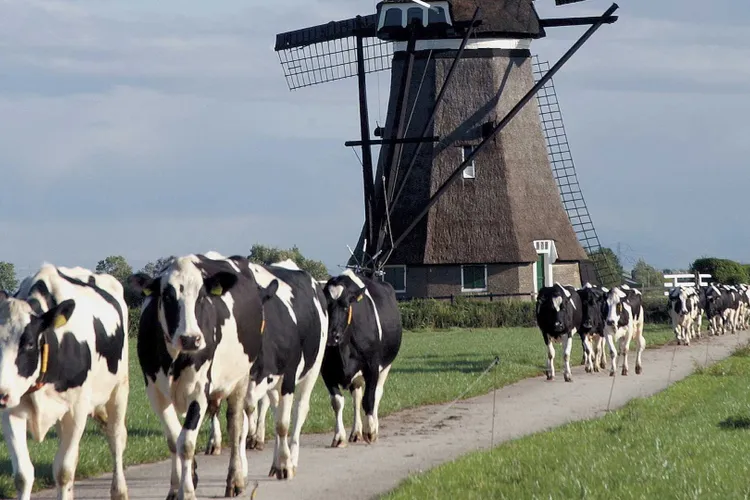 Ţările de Jos, ajutoare pentru închiderea de ferme  Foto: Veepro Holland