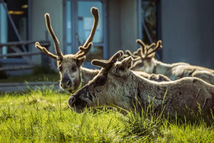 Canicula extremă din Laponia ucide renii (sursa: yle.fi)