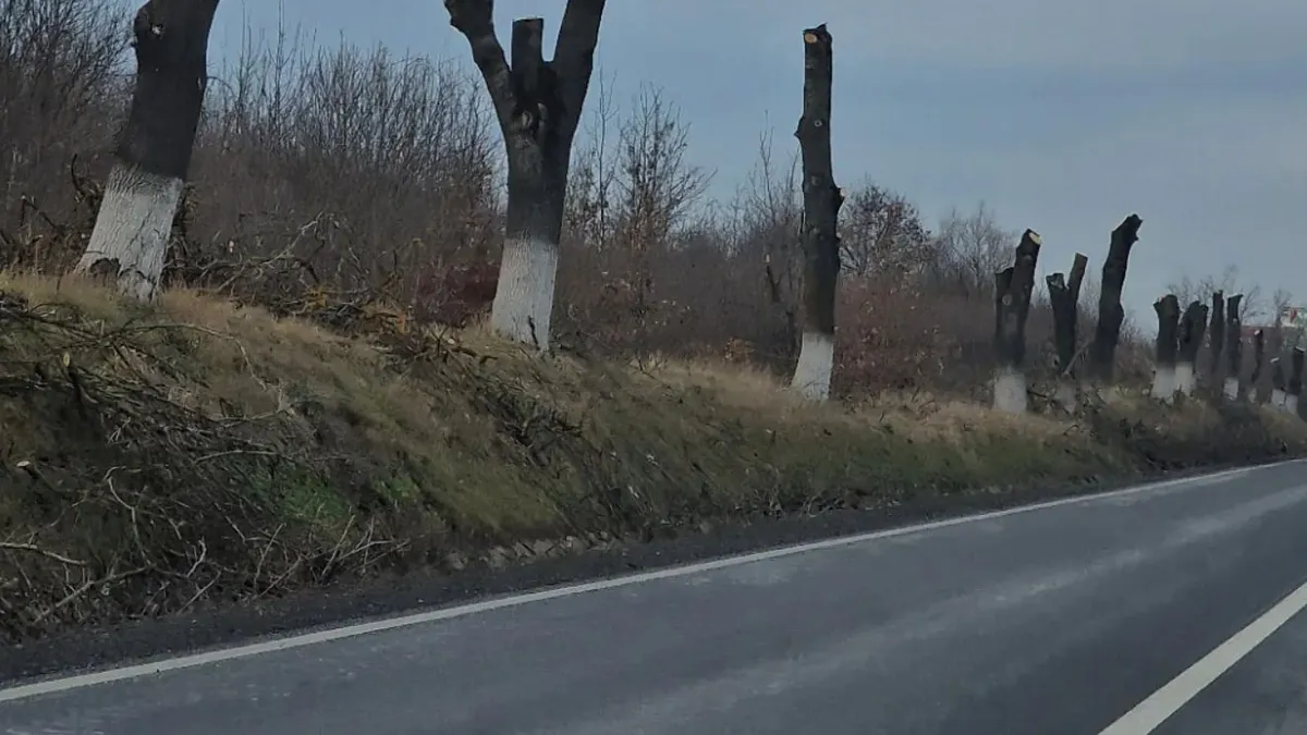Peste 1.000 de arbori tăiați la Iași (sursa: ziaruldeiasi.ro)