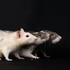 Hantavirusul nu este „mortal”, spun medicii (sursa: Pexels/Nikolett Emmert)