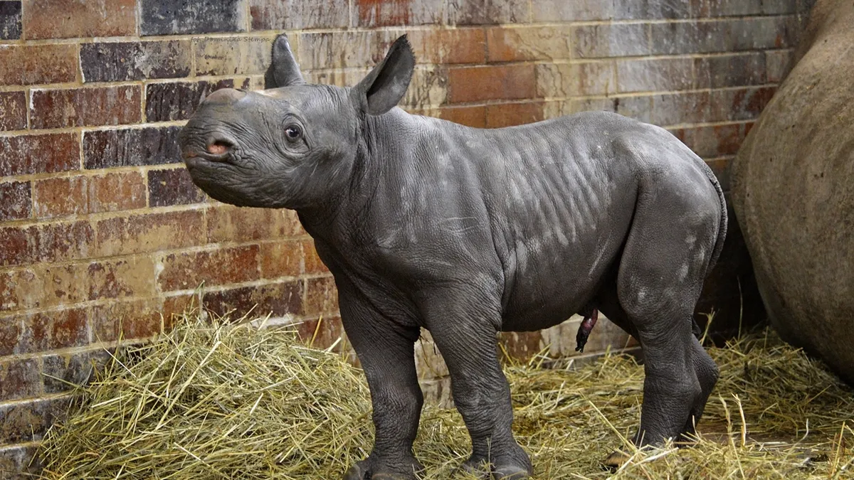 Trei rinoceri negri născuți în Cehia (sursa: Facebook/Safari Park Dvůr Králové)