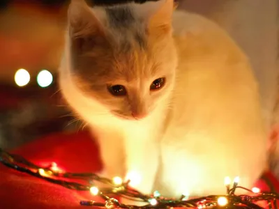 Provocarea cadourilor perfecte în decembrie (sursa: Pexels/Eftodii Aurelia)