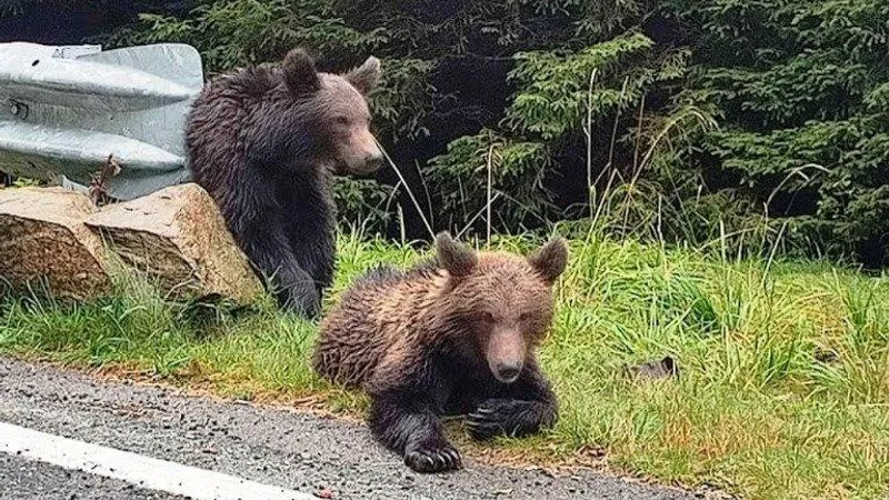 Amenzi pentru turiștii care hrănesc urșii (sursa: transfagarasan.travel)