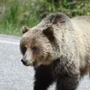 Alertă la 20 de kilometri de București: primăria Gruiu anunță prezența unui urs în apropierea localității