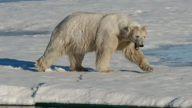 Urs polar rar, împușcat în Islanda (sursa: BBC)