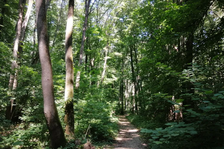 Pădurea Băneasa ar putea deveni arie protejată (sursa: parculnaturalbucuresti.ro)