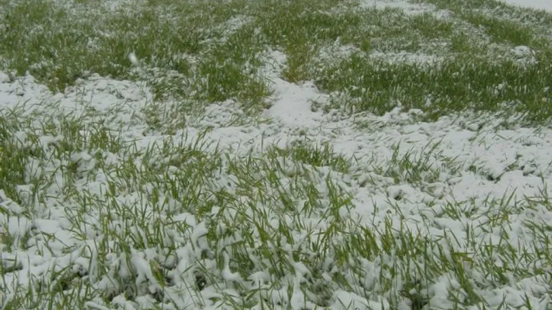 Zăpada de aprilie, bună pentru agricultură (sursa: ziaruldeiasi.ro)