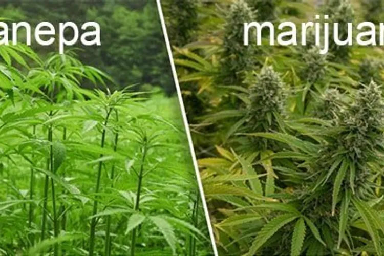 Diferența dintre cannabis și cânepă industrială (sursa: ziaruldeiasi.ro)