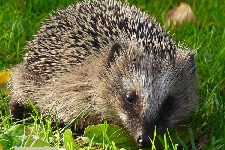 Populația de arici europeni, în declin (sursa: Facebook/WWF Verdensnaturfonden)