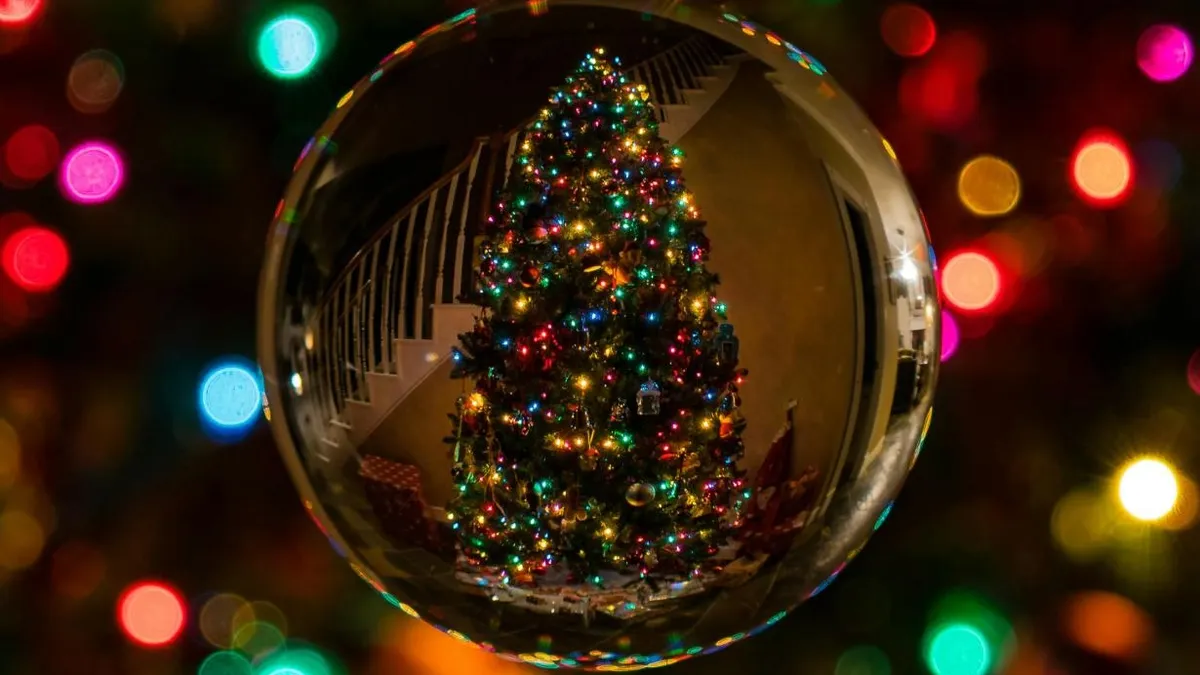 Cum alegi corect bradul de Crăciun (sursa: Pexels/Bob SpringBob54)