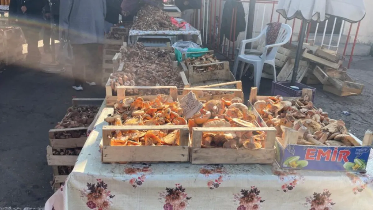 Ciupercile produc intoxicații extrem de grave (sursa: ziaruldeiasi.ro)